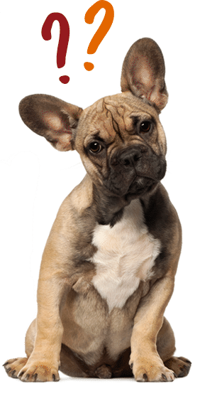 pet medical insurance animal medical insurance