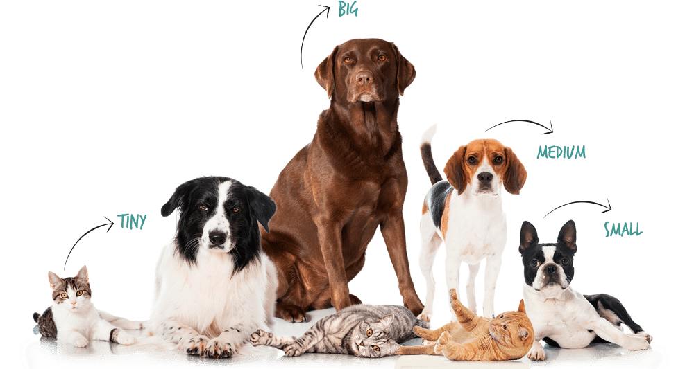 learn about pet medical insurance learn about pet medical insurance
