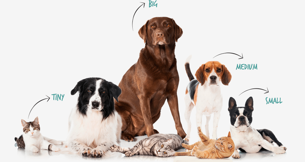 pet insurance u pet insurance u