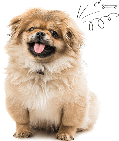 dog insurance dog insurance