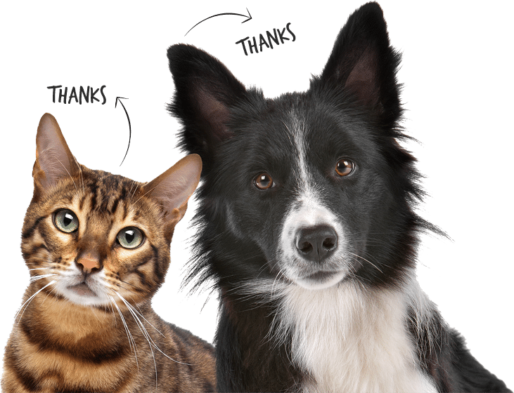 dog and cat insurance dog and cat insurance