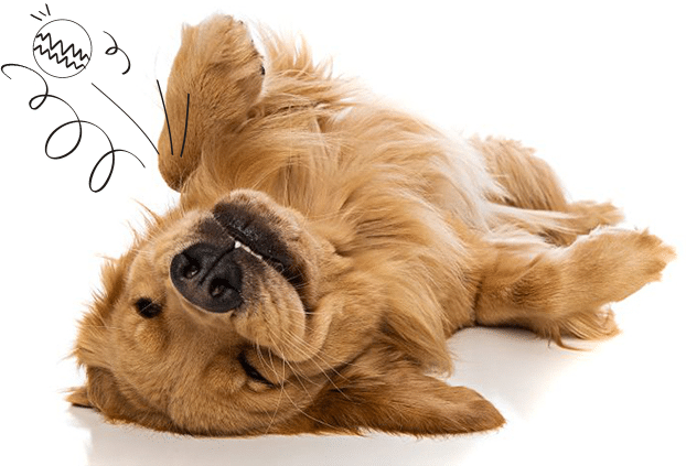 Pet health insurance Pet health insurance