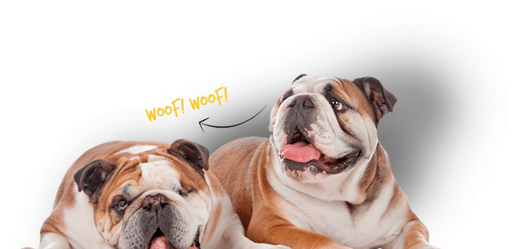 pet insurance resources pet insurance resources